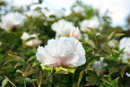 Foto de Flores de peonía blanca con hojas verdes en el jardín - Imagen libre de derechos