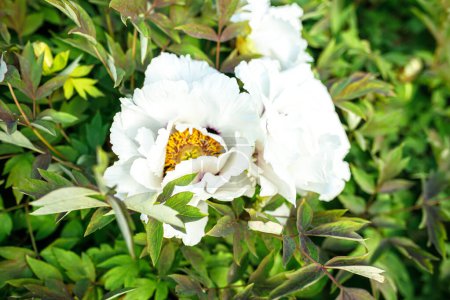 Foto de Flores de peonía blanca con hojas verdes en el jardín - Imagen libre de derechos