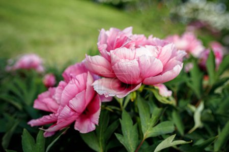 Foto de Hermosas peonías florecientes al aire libre en el jardín, de cerca - Imagen libre de derechos