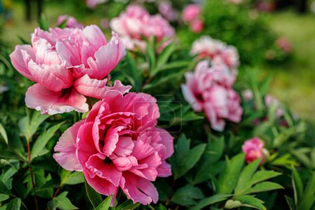 Photo for Beautiful blooming peonies outdoors in garden, close up - Royalty Free Image