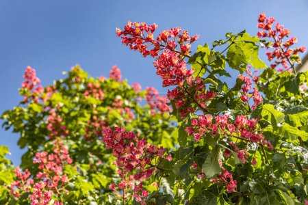 Photo for Pink flowers of chestnut tree on blue sky background - Royalty Free Image