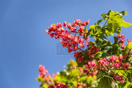 Photo for Pink flowers of chestnut tree on blue sky background - Royalty Free Image