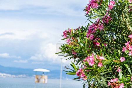Pink oleander flowers in full bloom on a sunny summer day by the beach in Opatija, Croatia. The blurred background shows the blue ocean and white sand in the distance.