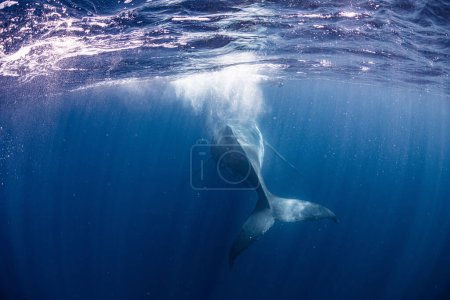 Humpback Whale in Tonga Kingdom