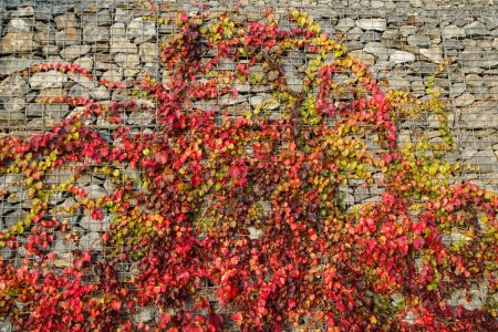 El detalle de la hiedra trepando en la pared de piedra de gaviones con hojas de colores debido al otoño.