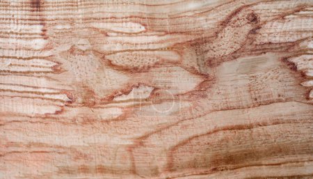 Téléchargez les photos : Motif en bois du bouleau de Carélie, texture de la photo de fond - en image libre de droit