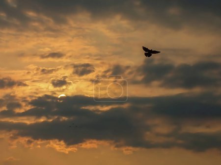 Photo for Bird flying on the morning sky with sun behind clouds - Royalty Free Image