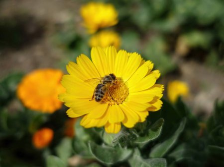 Nahaufnahme einer Biene auf einer gelben Blume, Biene bestäubt die Blume