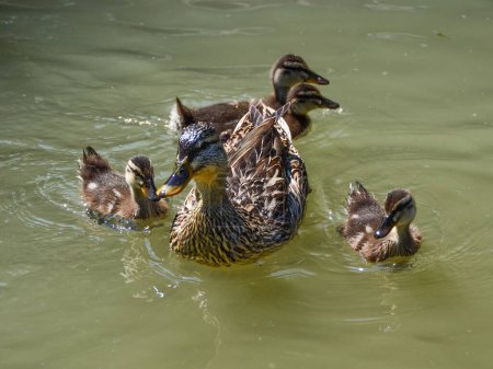 Mother duck with four little ducklings on the water