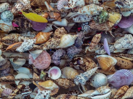 Photo for Sea shells collected on the coast of Greece as background - Royalty Free Image