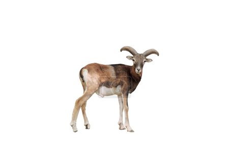 Vista aislada de la cabra macho adulto de montaña con cuernos grandes