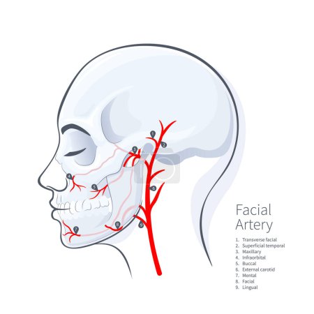 Illustration for Woman head scull faceial artery scheme vector illustration on white backgound - Royalty Free Image