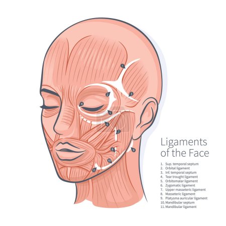 Ligaments du visage et schéma musculaire. Illustration vectorielle portrait visage de femme.