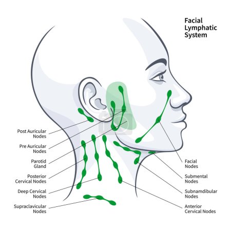 Perfil de la mujer sistema linfático facial nodos vector ilustración sobre fondo blanco