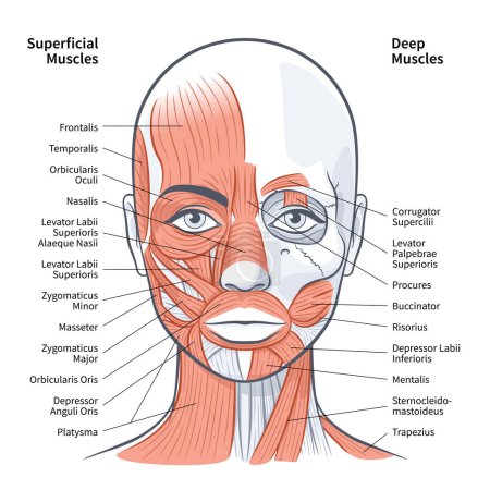 Femme visage superficiel muscles profonds schéma vectoriel illustration sur fond blanc