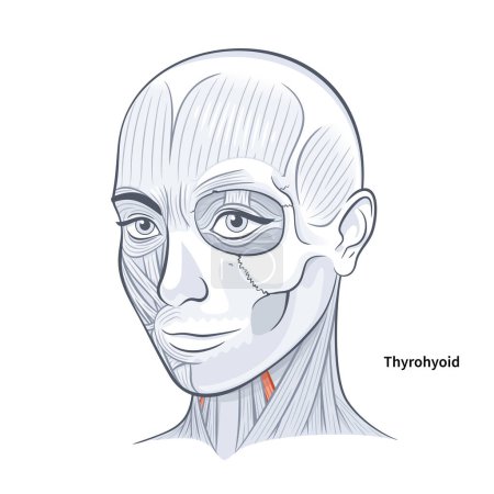 Illustration for Woman facial anatomy thyrohyoid neck muscle vector illustration on white background - Royalty Free Image