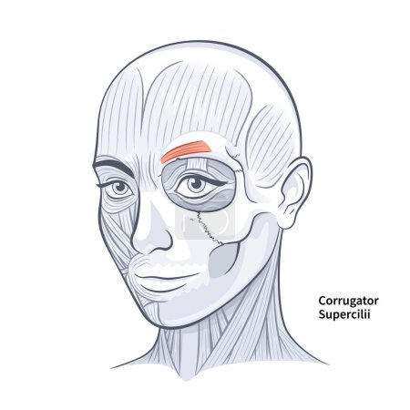 Illustration for Woman Face Corrugator Supercilli Deep Muscle vector illustration on white background - Royalty Free Image