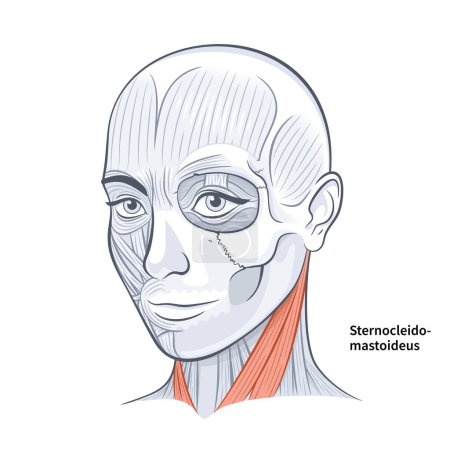 Woman Face Sternocleidomastoideus Neck Muscle vector illustration on white background