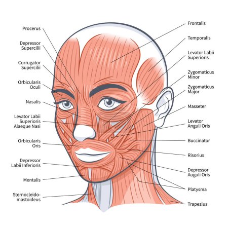 Esquema de músculos faciales de la mujer. Anatomía brillante detallada aislada en una ilustración vectorial de fondo blanco