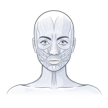 Gesichtsmuskeln des Weibchens. Detaillierte helle Anatomie auf weißem Hintergrund