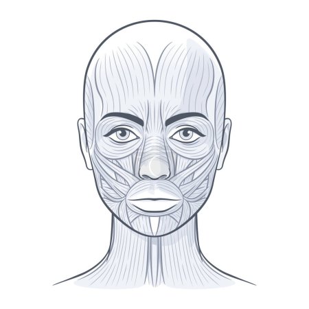 Téléchargez les illustrations : Muscles faciaux de la femme. Anatomie lumineuse détaillée isolée sur un fond blanc illustration vectorielle - en licence libre de droit