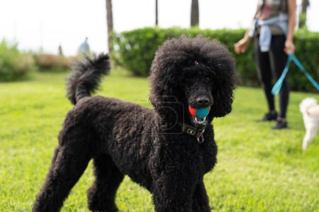 Photo for Black standard poodle in the park on green grass with a ball in his mouth. - Royalty Free Image
