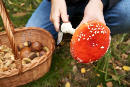 Photo for Picking orange amanita or fly agaric in the forest - wild toxic mushroom used in herbal medicine - Royalty Free Image