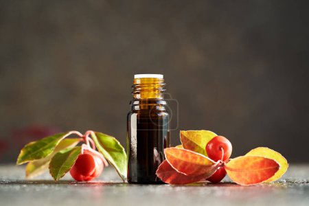 Téléchargez les photos : Une bouteille sombre d'huile essentielle d'aromathérapie aux feuilles et baies d'hiver, avec espace de copie - en image libre de droit