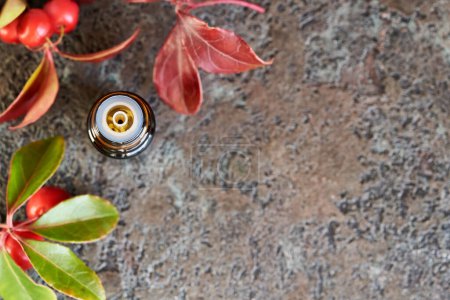 Téléchargez les photos : Une bouteille d'huile essentielle d'aromathérapie aux plantes fraîches d'hiver avec espace de copie, vue du dessus - en image libre de droit