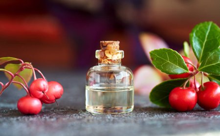 Téléchargez les photos : Une bouteille transparente d'huile essentielle d'aromathérapie à la plante fraîche d'hiver - en image libre de droit