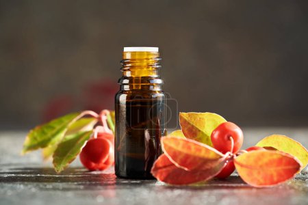 Téléchargez les photos : Une bouteille brune d'huile essentielle d'aromathérapie aux feuilles et baies d'hiver sur une table - en image libre de droit