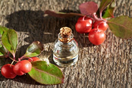 Téléchargez les photos : Small bottle of aromatherapy essential oil with fresh wintergreen leaves and berries, with copy space - en image libre de droit