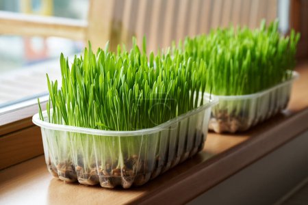 Foto de Cebada verde fresca hierba creciendo en casa en el alféizar de la ventana - Imagen libre de derechos