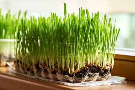 Cebada verde fresca que crece en el suelo en el alféizar de la ventana