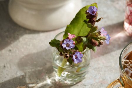 Photo for Fresh lungwort or pulmonaria flowers with a cup of herbal tea in the foreground - Royalty Free Image