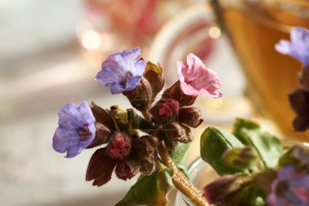 Photo for Fresh blooming lungwort or pulmonaria - a wild edible herb, with a cup of tea in the background - Royalty Free Image