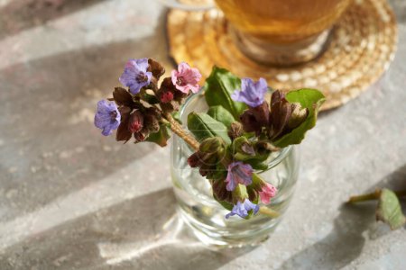 Photo for Fresh lungwort or pulmonaria flowers with a cup of herbal tea in the background - Royalty Free Image
