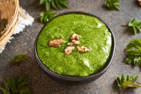 Photo for Homemade green pesto made of young goutweed leaves - a wild edible plant collected in early spring - Royalty Free Image