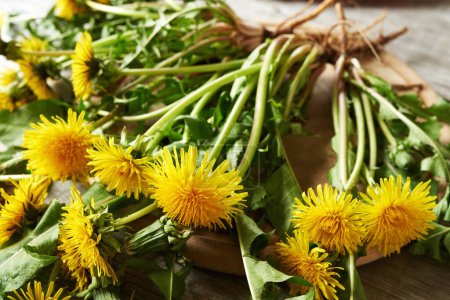 Blooming dandelion plants with roots on a table indoors