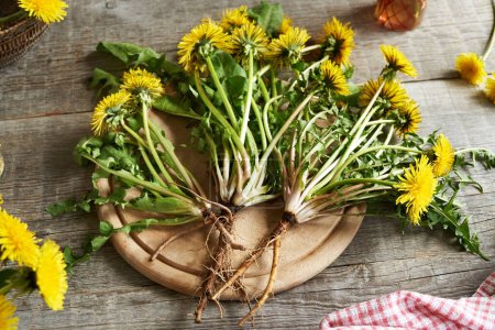 Photo for Dandelion flowers, leaves and roots on a wooden table. Herbal medicine. - Royalty Free Image