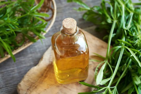 Foto de Una botella de tintura de hierbas con cuchillas frescas o una planta de aparino de Galium - Imagen libre de derechos