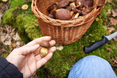 Hand holding a small pine bolete in front of a basket of edible mushrooms in the forest