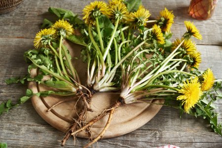 Whole blooming dandelion plants with roots on a wooden table