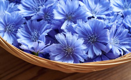Photo for Closeup of wild chicory or succory flowers in a basket on a table - Royalty Free Image