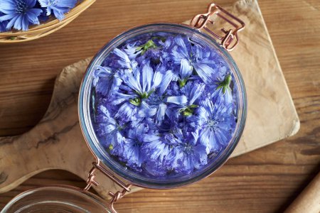 Téléchargez les photos : Préparation de teinture à base de plantes à partir de fleurs sauvages de chicorée et d'alcool dans un bocal en verre, vue de dessus - en image libre de droit