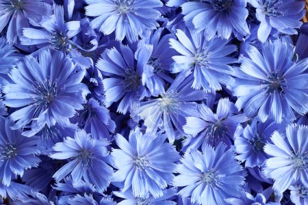 Photo for Blue background made of fresh wild chicory or succory flowers, top view - Royalty Free Image