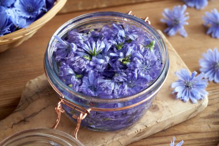 Photo for Macerating wild chicory or succory flowers in alcohol to prepare herbal tincture - Royalty Free Image