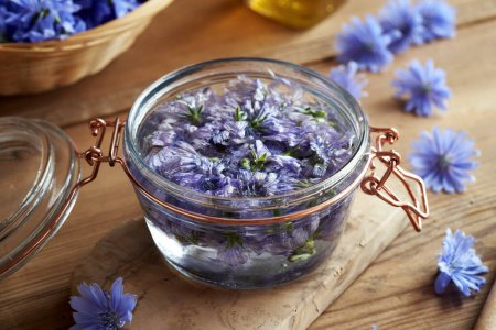 Photo for Wild chicory or succory flowers macerating in alcohol - preparation of herbal tincture - Royalty Free Image