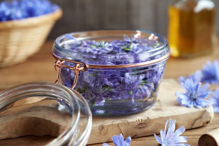 Photo for Fresh wild chicory flowers macerating in alcohol - preparation of herbal tincture - Royalty Free Image