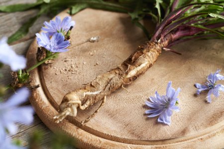Photo for Closeup of fresh chicory root with leaves and flowers. Herbal medicine. - Royalty Free Image